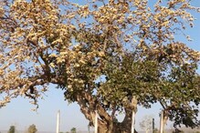 Unique Tree : మన దేశంలో అద్భుత చెట్టు..దీని పూలు దొంగలించేందుకు విదేశాల నుంచి కూడా