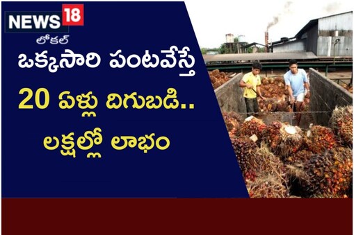 పామాయిల్