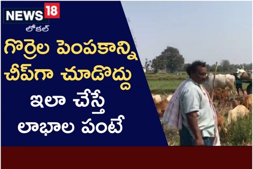 గొర్రెల