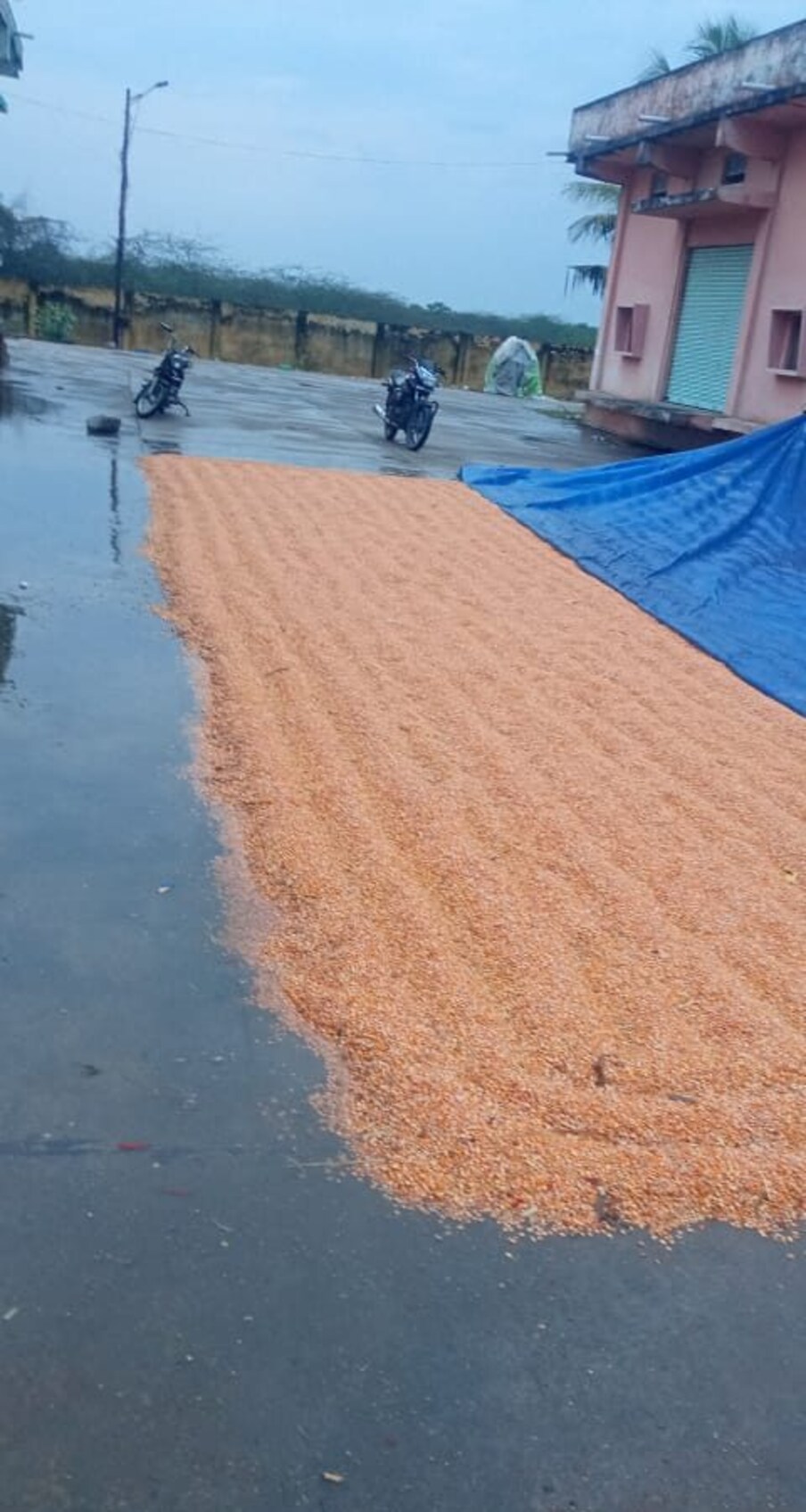  రాష్ట్రంలోని గుంటూరు, పల్నాడు, బాపట్ల జిల్లాల్లో శుక్రవారం తెల్లవారుజామున కురిసిన అకాల వర్షానికి అనేక చోట్ల పంటలు దెబ్బతిన్నాయి. ఆరుగాలం కష్టపడి పండించిన పంట చేతికొచ్చే సమయంలో వర్షం రావడం రైతులను తీవ్రంగా నష్టపరిచింది.