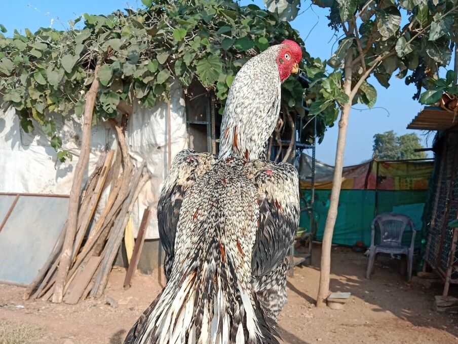  ఈ కోళ్లు జాతీయ స్థాయి అందాల పోటీల్లో సైతం రాణించి, ప్రకాశం ఖ్యాతిని చాటి చెప్పాయి. ప్రకాశం జిల్లా కొమరోలు మండలం రాజుపాలెం గ్రామానికి చెందిన సయ్యద్ బాషా వీటిని కేవలం అందాల పోటీల కోసమే పెంచుతూ ప్రత్యేకత చాటుకుంటున్నారు.