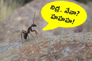 Ant Facts : చీమలు ఎందుకు నిద్రపోవు? వాటిని అంటార్కిటికా పంపితే ఏమవుతుంది?
