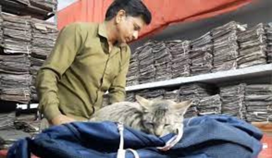  రోజు మన కోసం వేచీచూస్తుంటాయి కూడా. అయితే.. ఇక్కడోక పిల్లి ప్రభుత్వ ఆఫీసులోకి వెళ్లింది. అక్కడ దాన్ని చూసిన వారు ఎవరు వెళ్లకొట్టలేదు. దానికి పాలు, బిస్కట్ లు ఇవ్వడం ప్రారంభించారు. దీంతో అది అక్కడే ఉండిపోయింది. అక్కడ దగ్గరలోనే చుట్టుపక్కల తిరగసారిగింది.