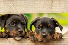 Ambulance for animals: ఆవులు, కుక్కలు, పిల్లులకు అంబులెన్స్‌లోనే వైద్యం.. ఎక్కడో తెలుసా..?