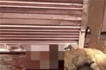 Dog: కుక్క మొరుగుతుందని దాన్ని ఏం చేశాడో తెలుసా..? ఛీ.. ఛీ.. మనిషేనా