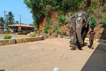 Elephant: ఓ వైపు క్రికెట్.. మరోవైపు ఫుట్‌బాల్‌.. ఈ గజరాజు సూపరో సూపర్!