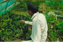 Agriculture: కేవలం సెంటు భూమిలో మొక్కల సాగు.. నెలకు లక్ష సంపాదిస్తున్న  రైతు