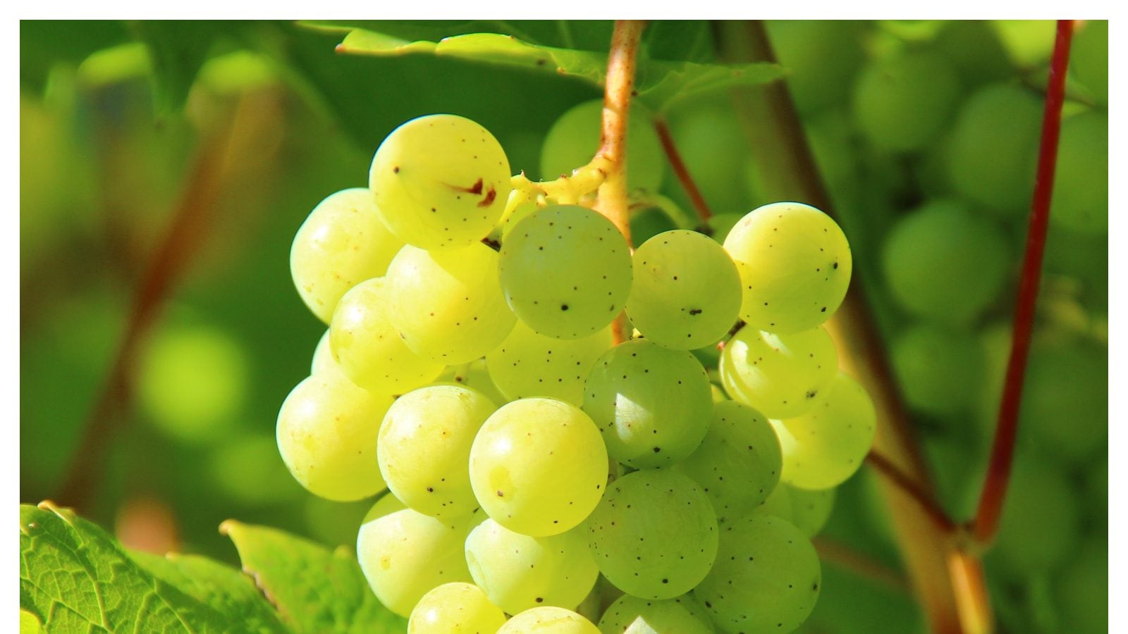Green grapes benefits ద్రాక్ష.. చెడు కొలెస్ట్రాల్‌తో సహా ఈ 5 వ్యాధుల