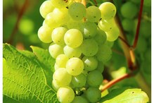 Grapes: ద్రాక్ష తింటే 5 సమస్యల నుండి ఉపశమనం.. మిమ్మల్ని ఆశ్చర్యపరిచే అద్భుతమైన ప్రయోజనాలు