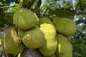 Fruit Business: ఈ పండుతో నెలకు లక్షలు సంపాదిస్తున్నాడు! ఎలాగో తెలుసా?