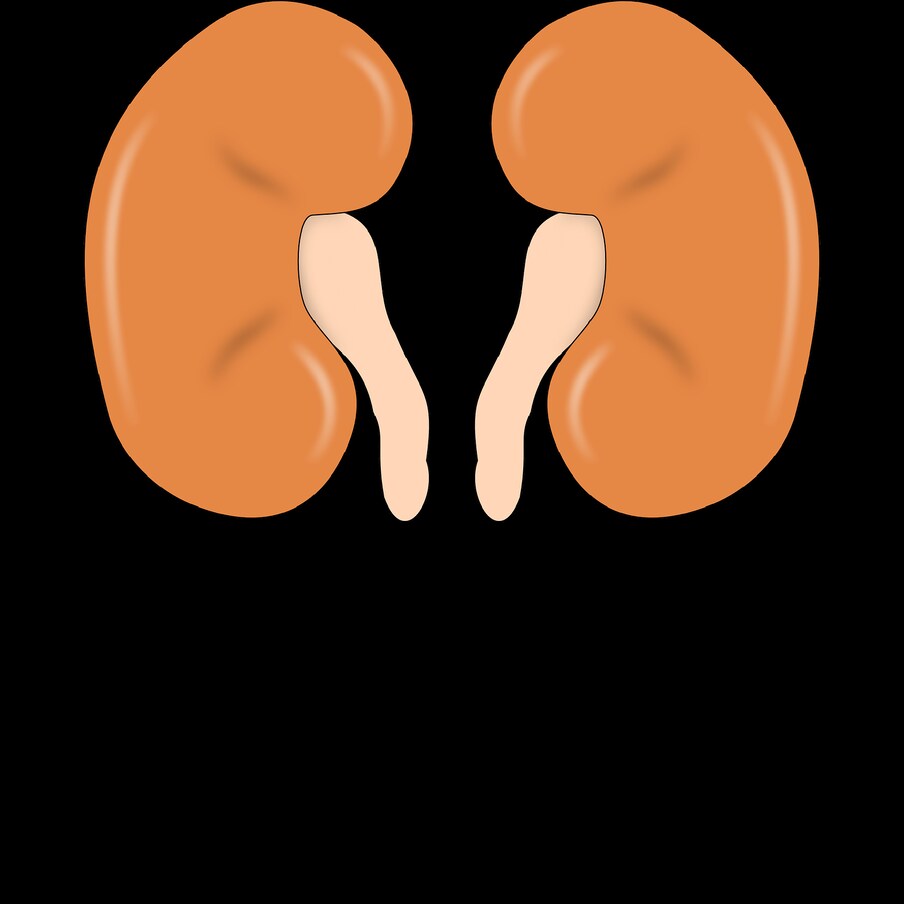  World Kidney Day : ఈ ప్రపంచంలో హార్ట్ ఎటాక్స్, హైబీపీ, డయాబెటిస్ తర్వాత కిడ్నీ సమస్యలు కూడా ఎక్కువగానే ఉన్నాయి. చాలా మందికి కిడ్నీ పాడవుతున్న విషయం కూడా తెలియకపోవడంతో.. నష్టం జరిగిపోతోంది. అందుకే ప్రతి సంవత్సరం మార్చి 2వ గురువారం నాడు ప్రపంచ కిడ్నీ దినోత్సవం జరుపుతున్నారు.