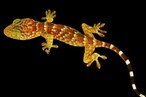 Lizard Dosham: బల్లి దోషం! పాపానికి ప్రాయశ్చిత్తం చేసుకునే గుడి!