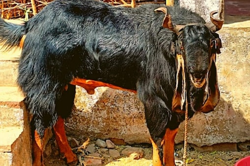 మేకపోతు.. బాద్‌షా
