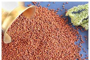 Finger millets: రాగులతో కళ్లు చెదిరే ఆరోగ్య లాభాలు.. తెలియకపోతే బిగ్ లాస్ మీకే..!