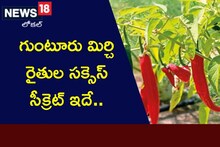 ఎర్రబంగారంతో లక్షల్లో లాభాలు.. గుంటూరు మిర్చి రైతుల సక్సెస్ సీక్రెట్ ఇదే..!