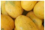 గుండె ఆరోగ్యం- జీర్ణవ్యవస్థ.. మామిడి పండ్లను తినడం వల్ల కలిగే పెద్ద ప్రయోజనాలు ఇవే!