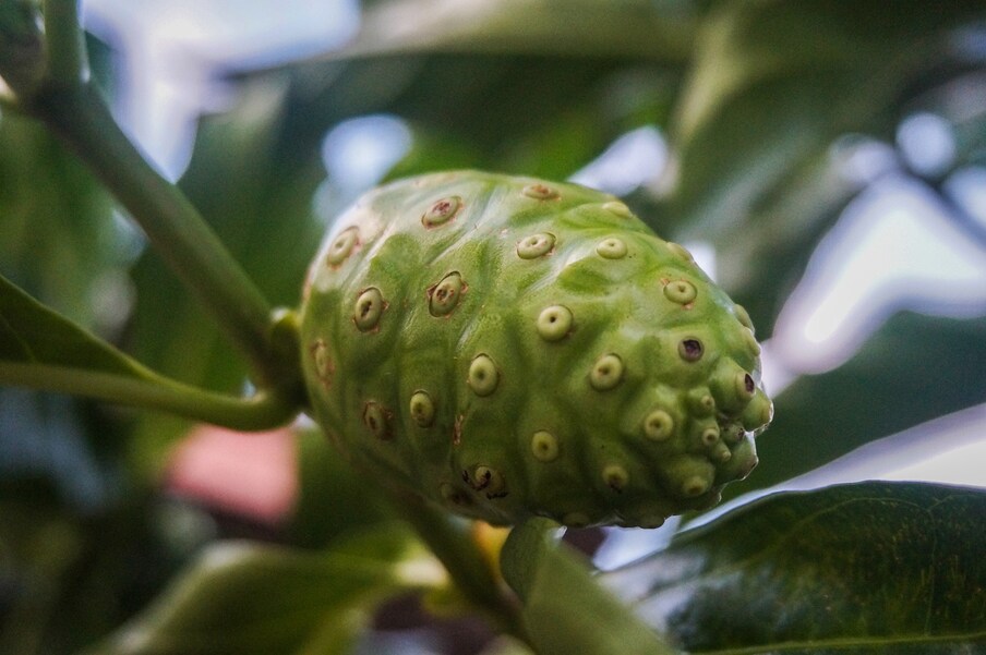  ఈ పండు సైంటిఫిక్ పేరు మొరిండా సిట్రిఫోలియా (Morinda citrifolia). ఈ పండ్ల చెట్లు.. ఆగ్నేయ ఆసియా, ఆస్ట్రేలియాలో పెరుగుతాయి. ఈ పండుకు 100 పేర్లున్నాయి. దీన్ని మొరిండా, ఇండియన్ మల్బరీ, నోనీ పండు, బీచ్ మల్బరీ, వాంతి పండు, వెన్న పండు వంటి పేర్లతో పిలుస్తారు.