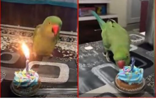 parrot birthday(Photo:Youtube)