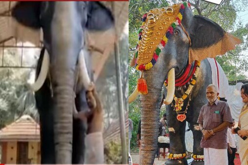 robotic elephant(Photo:Twitter)
