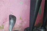 Snake: బుస్ బుస్.. వంటగదిలో దూరిన పాము.. తర్వాత ఏం జరిగిందో తెలుసా..?