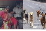 గ్రామ సింహాల దాడిలో 14మందికి గాయాలు .. ముగ్గురికి రిమ్స్‌లో ట్రీట్‌మెంట్