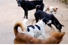 Dogs Attack: మరో విషాదం..  కుక్క కాటుతో చికిత్స పొందుతూ.. 13 ఏళ్ల బాలిక మృతి..!,