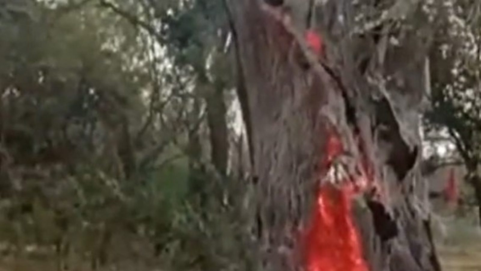 tree catches fire again and again 200 ఏళ్ల చెట్టు.. అంటుకున్న మంటలు