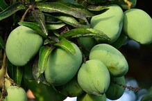 Evergreen Mango: ఏడాదిలో మూడు మామిడి పంటలు.. కొత్తరకం పండిస్తు రైతు లాభాలు..!