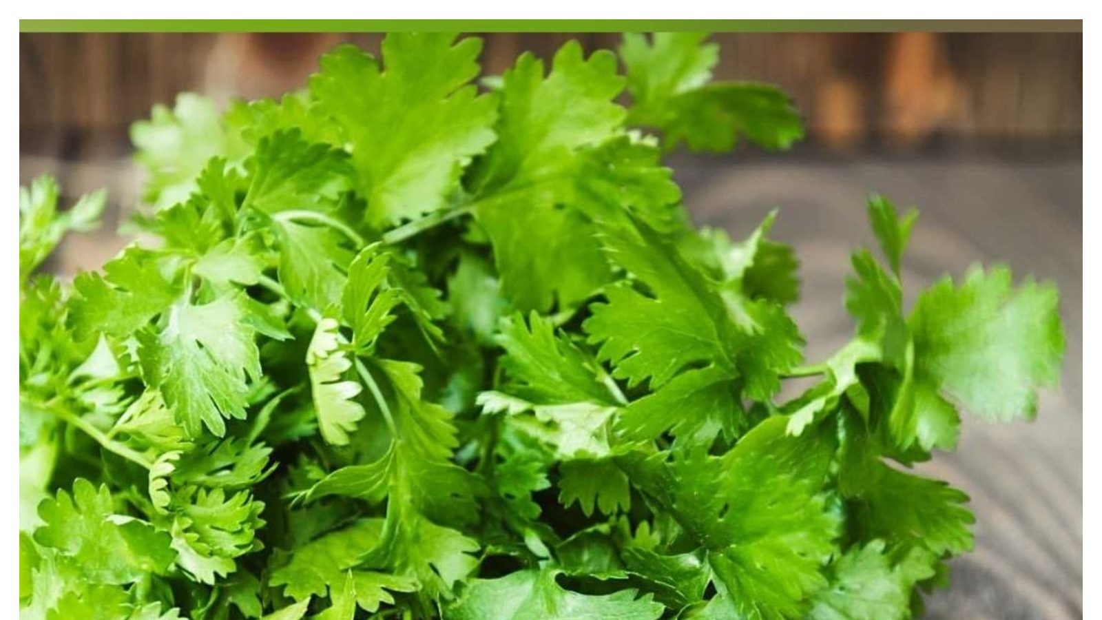 Coriander health benefits కొత్తిమీరను క్రమం తప్పకుండా తింటున్నారా