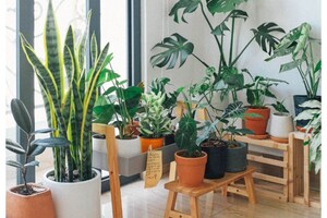 Plants to avoid Mosquito Problem: ఇంట్లోకి దోమలు రాకుండా ఉండాలంటే ఈ 5 మొక్కలు నాటండి..