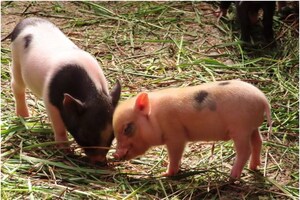 Pig farming: పందుల పెంపకం ద్వారా లక్షలు సంపాదిస్తున్నారు.. ఎలాగో తెలుసా..?