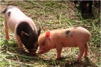 Pig farming: పందుల పెంపకం ద్వారా లక్షలు సంపాదిస్తున్నారు.. ఎలాగో తెలుసా..?