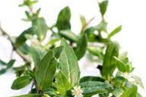 Guntagalagara Leaf: ఈ ఆకు వాడితే జుట్టు పెరగడం ఖాయం..ఆయుర్వేద నిపుణుల సలహా ఏమిటంటే..? 