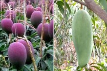 Costly Mango: ఒక మామిడిపండు ధర 1500.. మరొకటి కిలో 2.5 లక్షల రూపాయలు.. ఎందుకో తెలుసా?