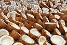 Coconut: కొబ్బరికాయల్ని ఈజీగా ఎలా పగులగొట్టాలో తెలుసా ?