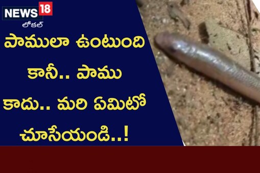 పాములా
