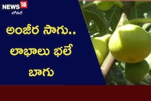 అంజీర సాగు.. లాభాలు భలే బాగు