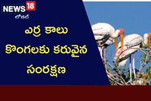 ఎర్ర కాలు కొంగలకు కరువైన సంరక్షణ