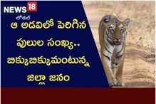 ఆ అడవిలో పెరిగిన పులుల సంఖ్య.. బిక్కుబిక్కుమంటున్న జిల్లా జనం