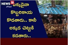 ఎక్కడైనా కొబ్బరికాయ కొడతారు.. కానీ అక్కడ చెట్టుకి కడతారు..!