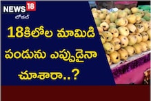 18 కిలోల మామిడి పండును ఎప్పుడైనా చూశారా..? ఒకే చోట 77రకాల మ్యాంగోస్