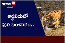 అర్థవీడులో పులి సంచారం.. వాటి కోసమే వచ్చిందా..?