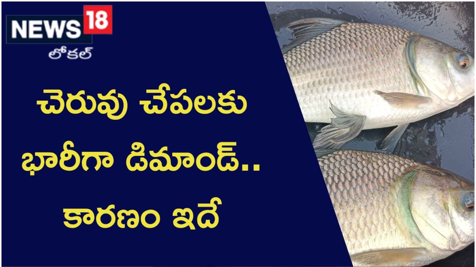 ఏపీలో చెరువు చేపలకు పెరిగిన డిమాండ్ High demand for pond fish in