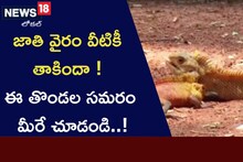 Watch Video: ఇలాంటి ఫైట్ ఎప్పుడూ చూసి ఉండరు.. జాతి వైరం వీటికీ తాకిందా..!