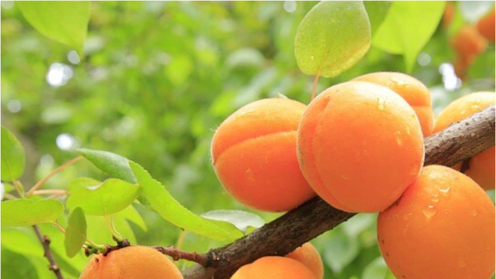 Apricot వేసవిలో మూడు నెలలు మాత్రమే దొరికే ఈ పండు తింటే.. ఎన్నో