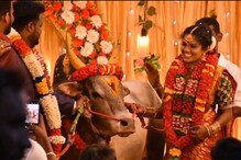 Bride: అత్తారింటికి ఎద్దు తీసుకెళ్లిన కొత్త పెళ్లికూతురు! ఎక్కడో తెలుసా?