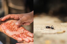 ఆ పెళ్లికి అతిథులుగా వచ్చిన చీమలు! భోజనం కూడా చేశాయి! ఎక్కడో తెలుసా?