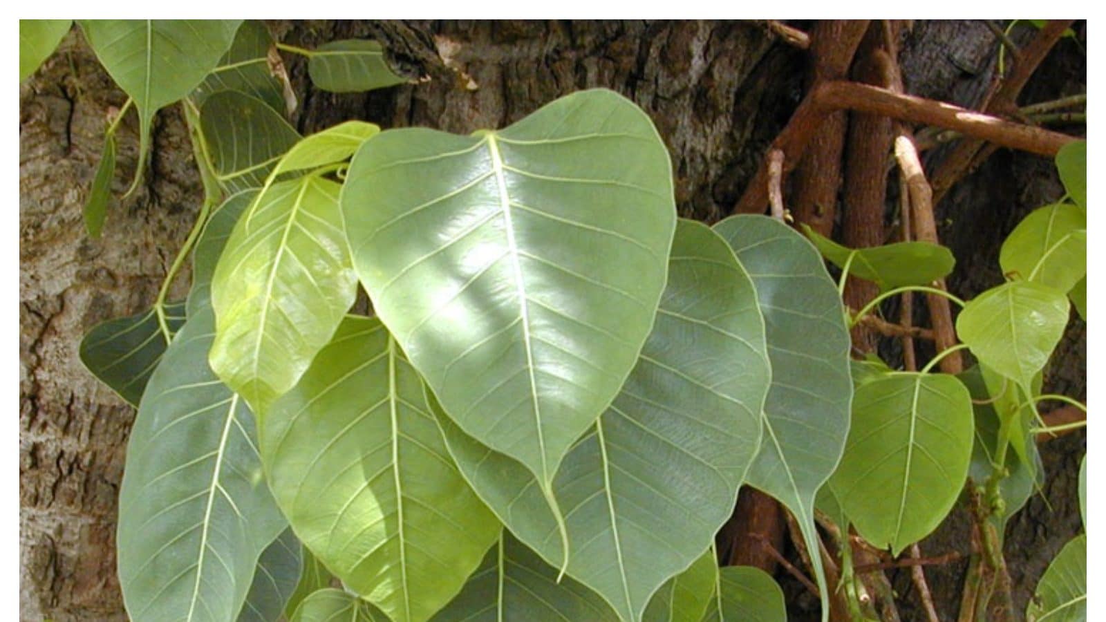 Peepal Tree: మీ ఇంట్లో రావిచెట్టు పెరిగిందా? ఈ పరిహారం చేయండి, ఆర్థిక ...