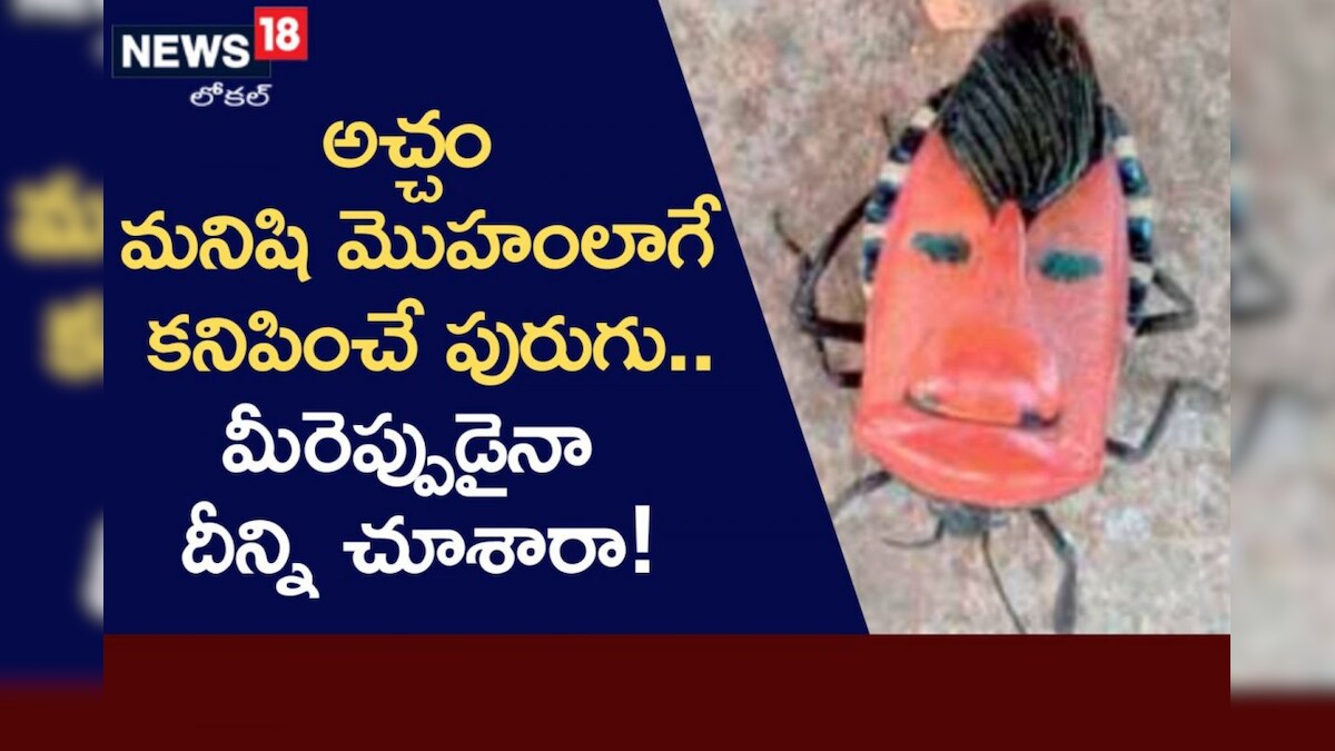 Rare Insect: మనిషి ముఖాన్ని పోలిన పురుగు.. ఇది ఎంత డేంజరో తెలుసా ...