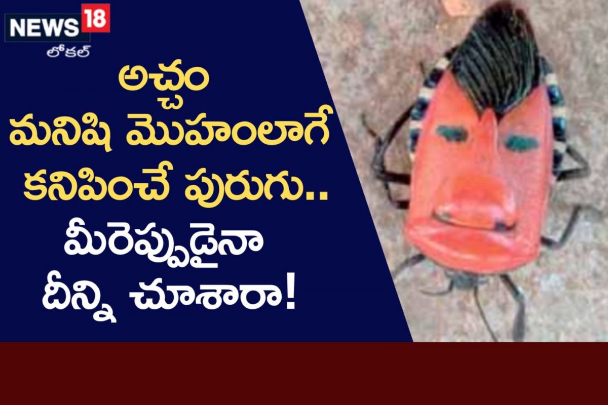 Telu Insect Rare Insect: మనిషి ముఖాన్ని పోలిన పురుగు.. ఇది ఎంత డేంజరో తెలుసా ...